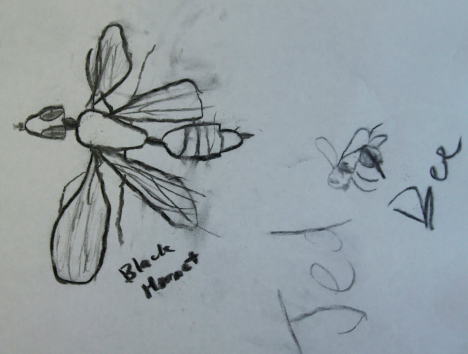 insects2
