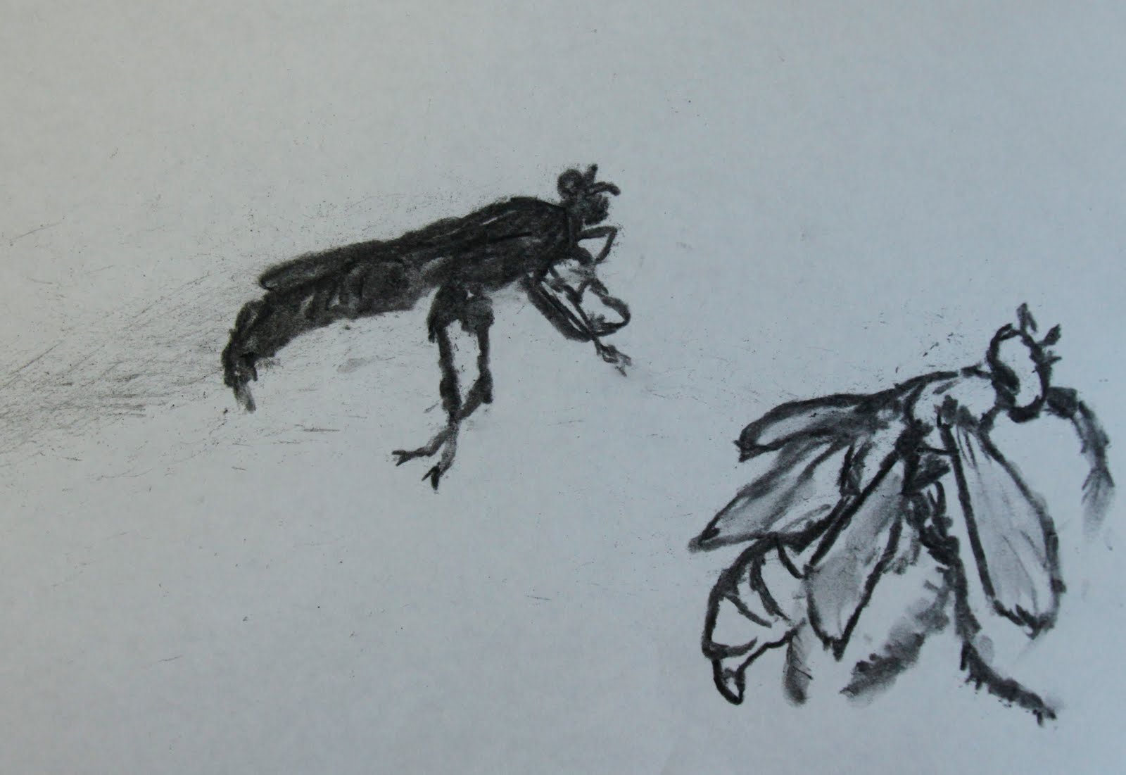 insects3